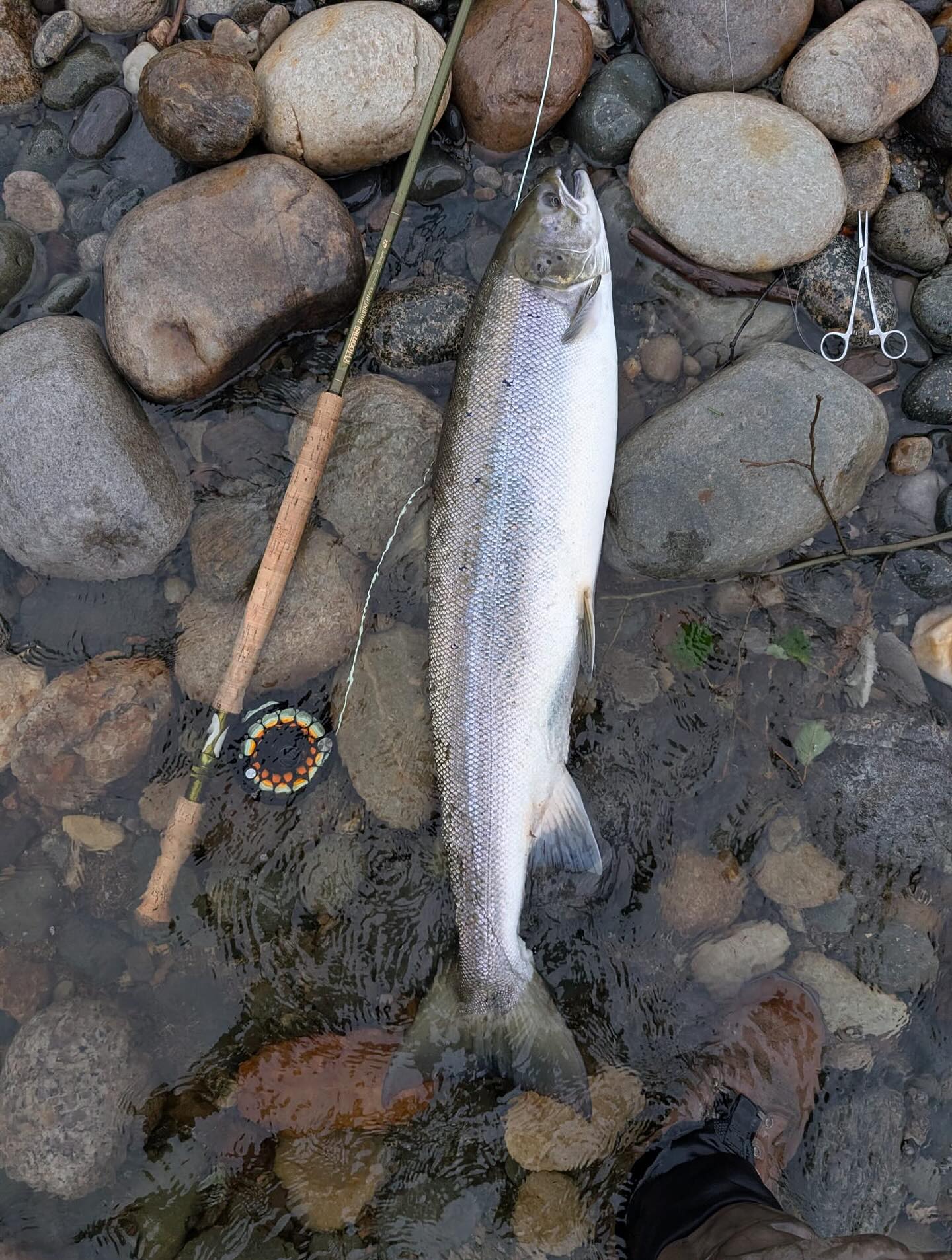 Norwegian-Flyfishers-Club-Gaula-Salmon-in-August-Sealiced-Simon-Kitcher-C2